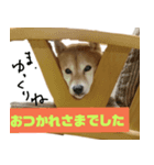 豆柴ぴた子のスタンプ2（個別スタンプ：4）