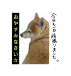 豆柴ぴた子のスタンプ2（個別スタンプ：6）