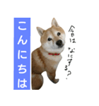 豆柴ぴた子のスタンプ2（個別スタンプ：7）
