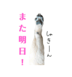 豆柴ぴた子のスタンプ2（個別スタンプ：8）