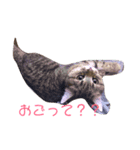 らばらばらばーず（個別スタンプ：5）