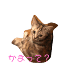 らばらばらばーず（個別スタンプ：6）