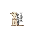 ミーアキャっぽん（個別スタンプ：6）