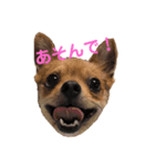 あたちのmix犬（個別スタンプ：1）