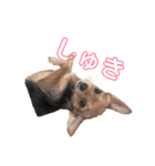 あたちのmix犬（個別スタンプ：2）