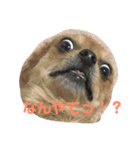 あたちのmix犬（個別スタンプ：3）