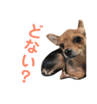 あたちのmix犬（個別スタンプ：4）