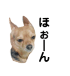 あたちのmix犬（個別スタンプ：5）