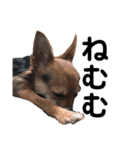 あたちのmix犬（個別スタンプ：6）
