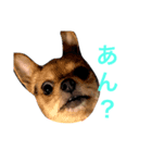 あたちのmix犬（個別スタンプ：7）