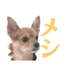 あたちのmix犬（個別スタンプ：8）