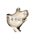 ぎんの日常である（個別スタンプ：4）