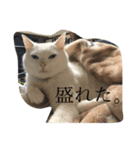 ぎんの日常である（個別スタンプ：5）
