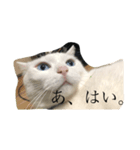 ぎんの日常である（個別スタンプ：8）