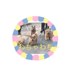 日常のノーフォークテリア。（個別スタンプ：6）