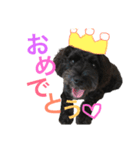 シュナウザーのしゅーちゃん♡（個別スタンプ：6）