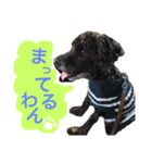 シュナウザーのしゅーちゃん♡（個別スタンプ：7）