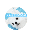 まるまるはなマルチーズ③（個別スタンプ：1）