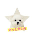 まるまるはなマルチーズ③（個別スタンプ：2）