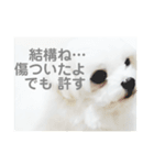 まるまるはなマルチーズ③（個別スタンプ：3）