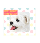まるまるはなマルチーズ③（個別スタンプ：4）