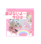 まるまるはなマルチーズ③（個別スタンプ：8）