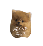 イヌとボク（個別スタンプ：2）