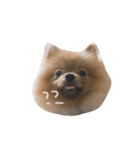 イヌとボク（個別スタンプ：4）