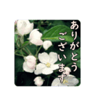 陽子の好きな花（個別スタンプ：1）