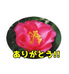陽子の好きな花（個別スタンプ：3）