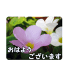 陽子の好きな花（個別スタンプ：4）
