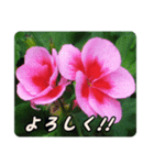 陽子の好きな花（個別スタンプ：6）