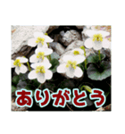 高山の貴重な花（個別スタンプ：2）