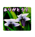 高山の貴重な花（個別スタンプ：4）