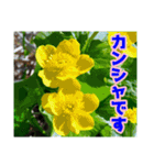 高山の貴重な花（個別スタンプ：5）