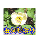 高山の貴重な花（個別スタンプ：6）