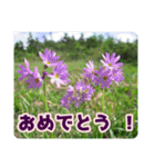 高山の貴重な花（個別スタンプ：7）