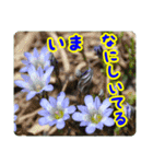 高山の貴重な花（個別スタンプ：9）