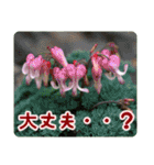高山の貴重な花（個別スタンプ：10）