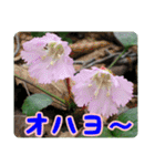 高山の貴重な花（個別スタンプ：11）