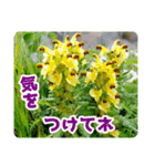 高山の貴重な花（個別スタンプ：12）