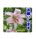 高山の貴重な花（個別スタンプ：13）