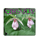 高山の貴重な花（個別スタンプ：14）