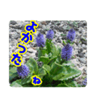 高山の貴重な花（個別スタンプ：15）