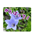 高山の貴重な花（個別スタンプ：16）