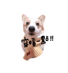いプリン犬_犬（個別スタンプ：1）