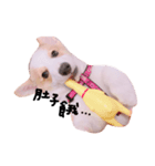 いプリン犬_犬（個別スタンプ：2）