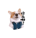 いプリン犬_犬（個別スタンプ：3）