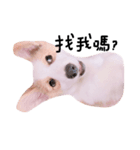 いプリン犬_犬（個別スタンプ：4）