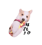 いプリン犬_犬（個別スタンプ：5）